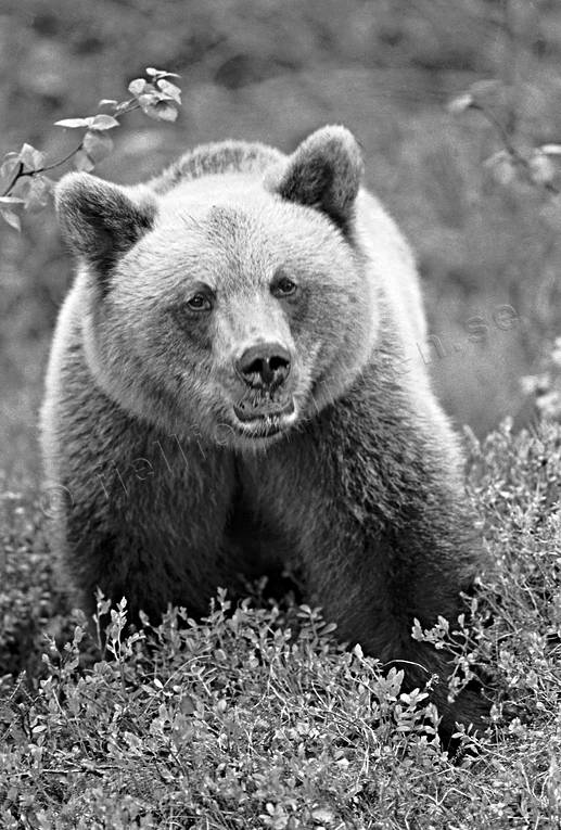 animals, bear, black-and-white, brown bear, close-up, mammals, predators, ursine