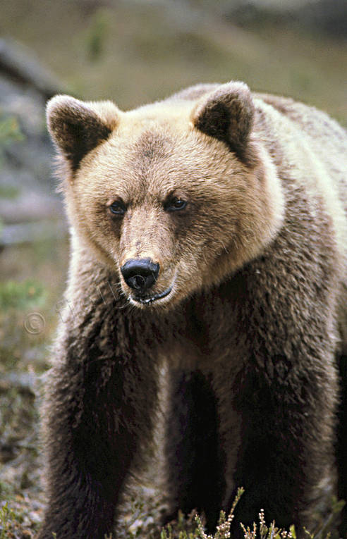 animals, bear, brown bear, close-up, mammals, predators, ursine