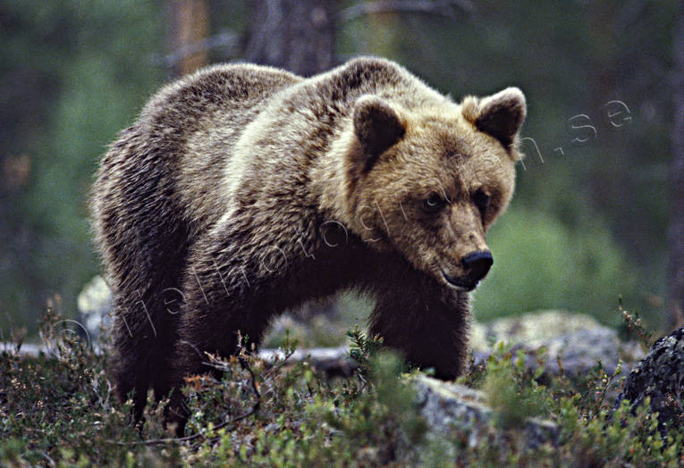 animals, bear, brown bear, mammals, predators, ursine