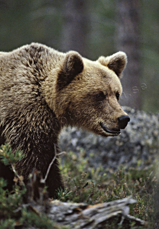 animals, bear, brown bear, close-up, mammals, predators, ursine