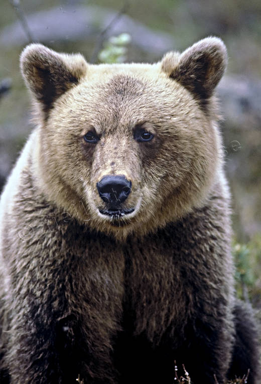 animals, bear, brown bear, close-up, mammals, predators, ursine
