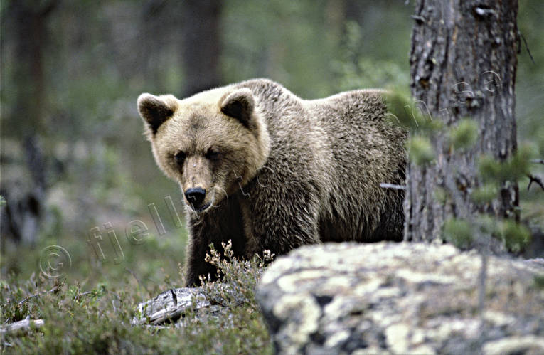 animals, bear, brown bear, mammals, pine forest, predators, ursine