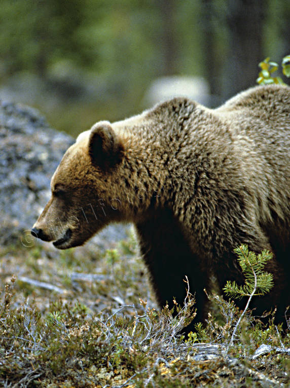 animals, bear, brown bear, mammals, predators, profile, ursine