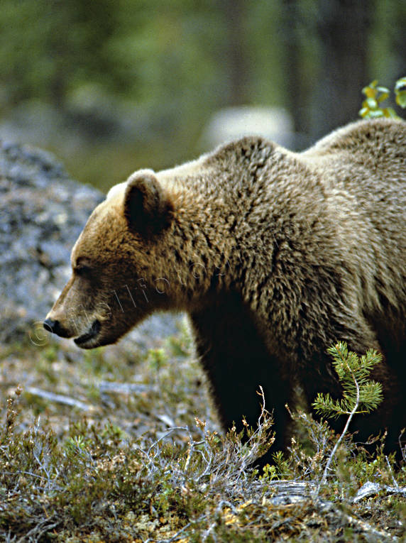 animals, bear, brown bear, mammals, predators, profile, ursine
