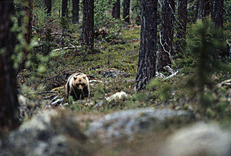 animals, bear, brown bear, mammals, predators, ursine