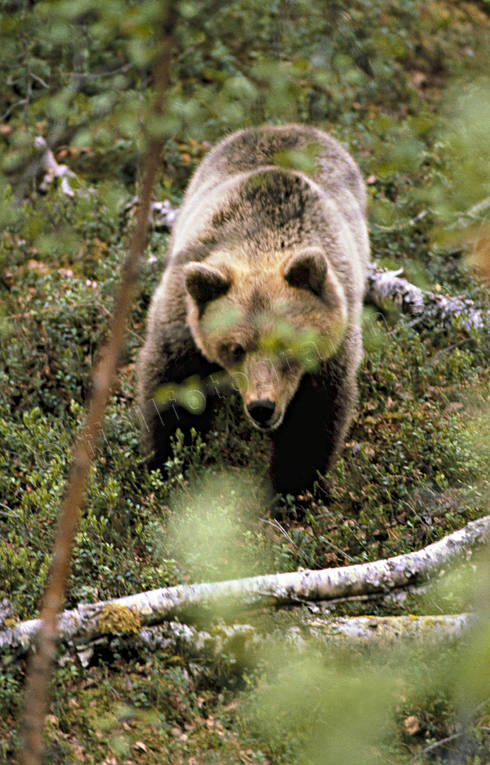 animals, bear, brown bear, mammals, predators, ursine