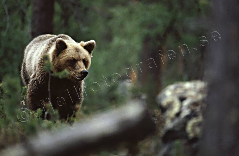 animals, bear, brown bear, mammals, predators, ursine