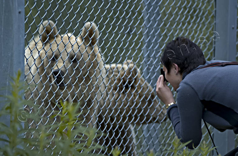 animals, bear, bear fence, bear meeting, brown bear, instngd, mammals, predators, vivarium