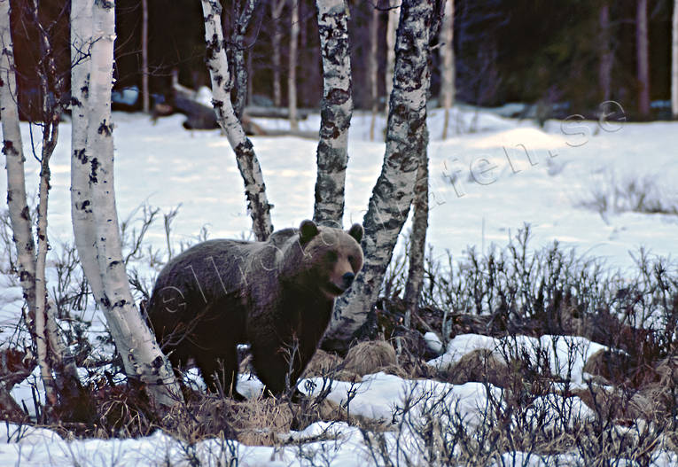 animals, bear, birch, birches, brown bear, mammals, predators, Sonfjället, ursine