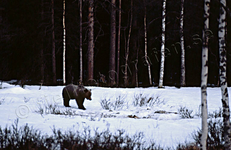 animals, bear, brown bear, mammals, predators, snow, snow crust, Sonfjället, ursine, winter