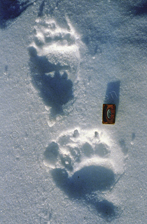 animals, bear, bear tracks, brown bear, mammals, predators, snow, snow tracks, tracks