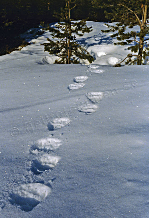 animals, bear, bear tracks, brown bear, mammals, predators, snow, snow tracks, tracks