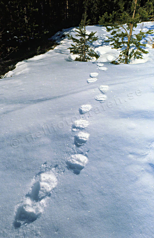 animals, bear, bear tracks, brown bear, mammals, predators, snow, snow tracks, tracks