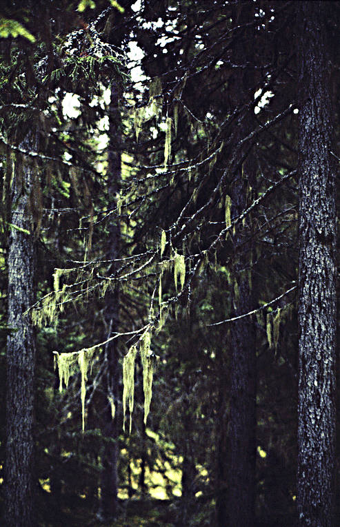 beard lichen, biotope, biotopes, forest land, forests, lichen, nature, spruce forest, virgin forest, wildwood, woodland