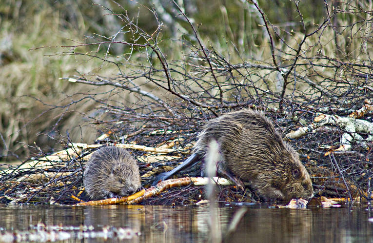 animals, beaver, beaver hut, beavers, gnawer, hut, mammals