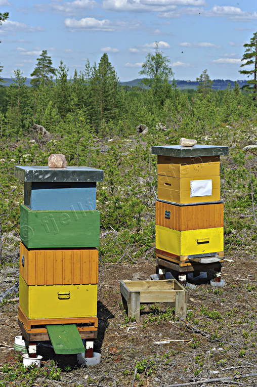 bee hive, bee hives, bees, environment, forestry, honey, nature, pollination, woodland, work