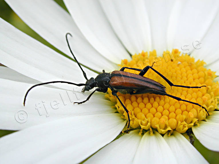 animals, beetle, bug, flowers, insects, marguerite, marguerite, summer