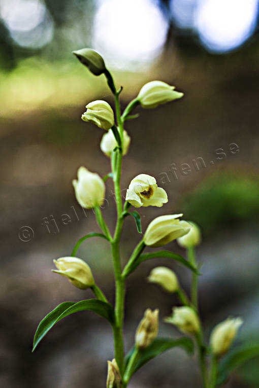 biotope, biotopes, cephalantera damasonium, flourishing, flower, flowers, Landskap, nature, orchid, orchids, plants, herbs, skogslilja, stor skogslilja, storsyssla, woodland