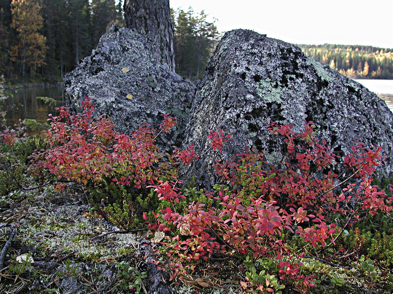 autumn, autumn color, autumn colours, billberry brushwood, billberry, bog bilberry, biotope, biotopes, forest land, forests, nature, red, sprigs, paddy, brushwood, stones, woodland