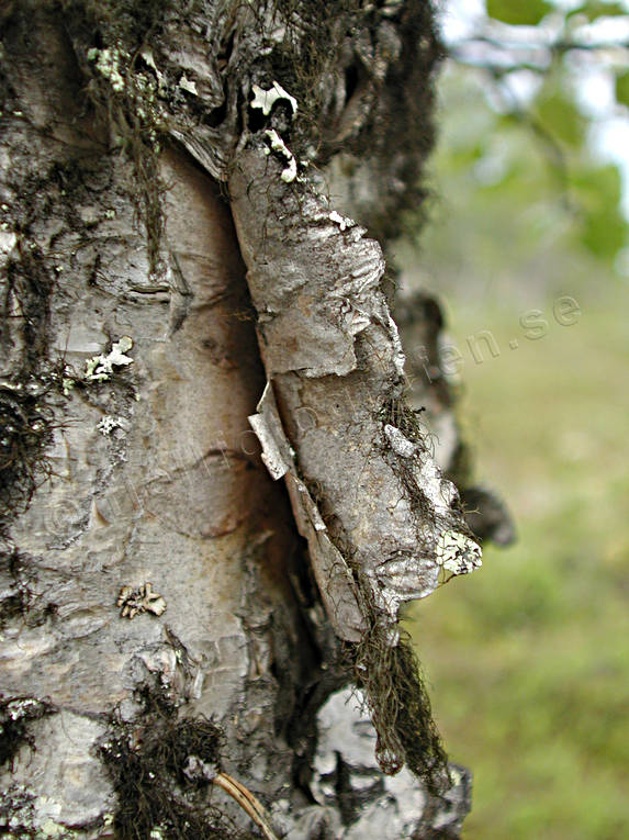 biotope, biotopes, birch, birch bark, birch bark, dry, fire, forest land, forests, kindling, inflammable matter, nature, tree, woodland