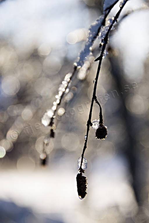 ambience, ambience pictures, atmosphere, birch, birch catkin, christmas, christmas ambience, christmas card, christmas pictures image, season, seasons, winter, winter pictures
