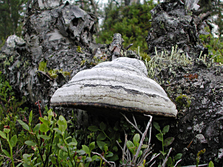 biotope, biotopes, birch polypore, circular flow, decay, decompose, environment, forest land, forests, fungus, mushroom, nature, recycling, ticka, touchwood, tinder, woodland