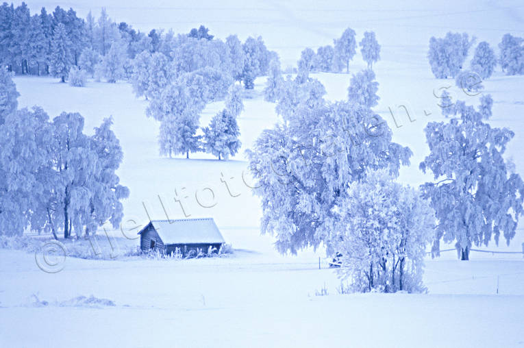 ambience, ambience pictures, atmosphere, barn, birchen meadow, birches, christmas ambience, christmas card, cold, cold, Froson, Jamtland, season, seasons, snow, winter, winter landscape, winter meadow, ng