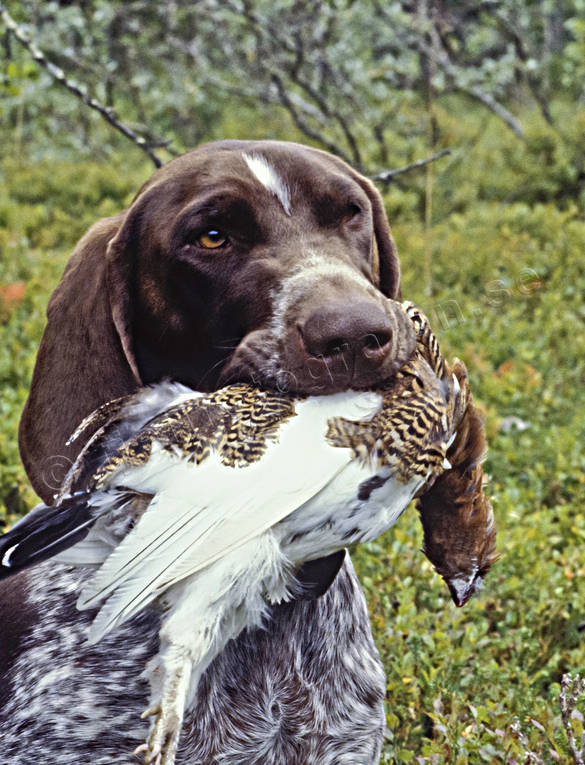 Animals Mammals Dog Bird Dog German Shorthaired Pointer