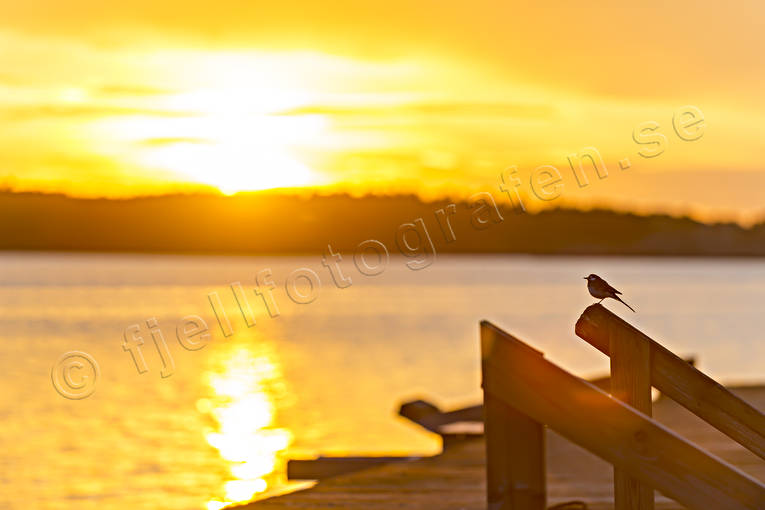 bird, landscapes, nature, sea, summer, sunset, yellow