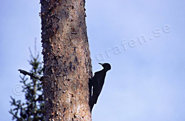 animals, birds, black woodpecker, pine, pine stock, pine body, woodpecker, woodpeckers