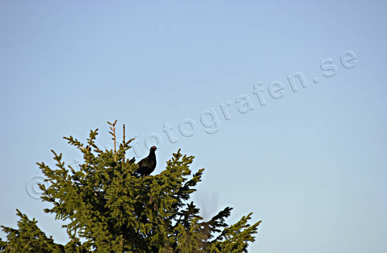 animals, bird, birds, black grouse, blackcock, fir tree top, forest bird, forest poultry