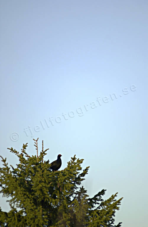animals, bird, birds, black grouse, blackcock, fir tree top, forest bird, forest poultry