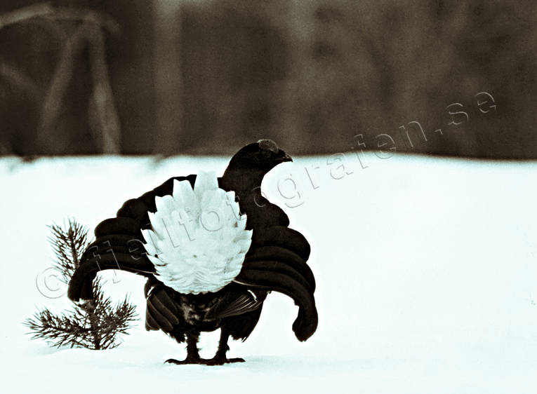animals, bird, birds, black grouse, black-and-white, blackcock, dancing black grouses, forest bird, forest poultry