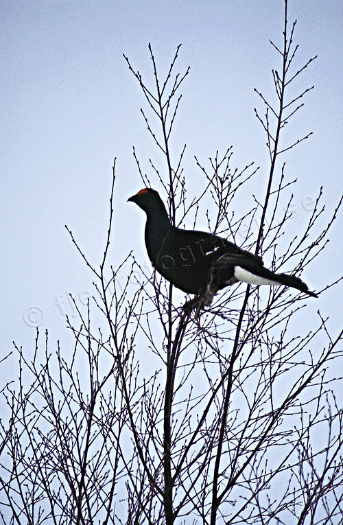 animals, bird, birds, black grouse, blackcock, cock, forest bird, forest poultry