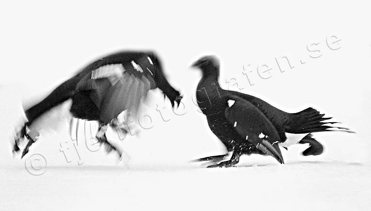 animals, birds, black grouse, black grouses, blackcocks, cocks, dancing black grouses, forest bird, forest poultry, game