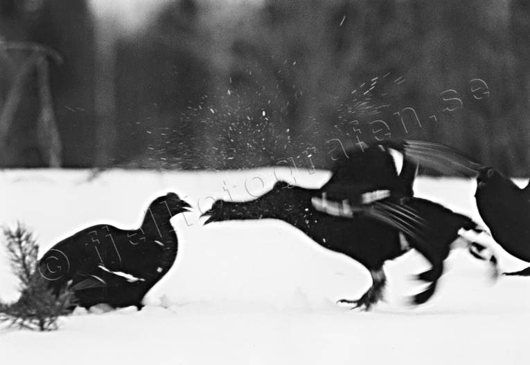 animals, birds, black grouse, black-and-white, blackcock, dancing black grouses, forest bird, forest poultry