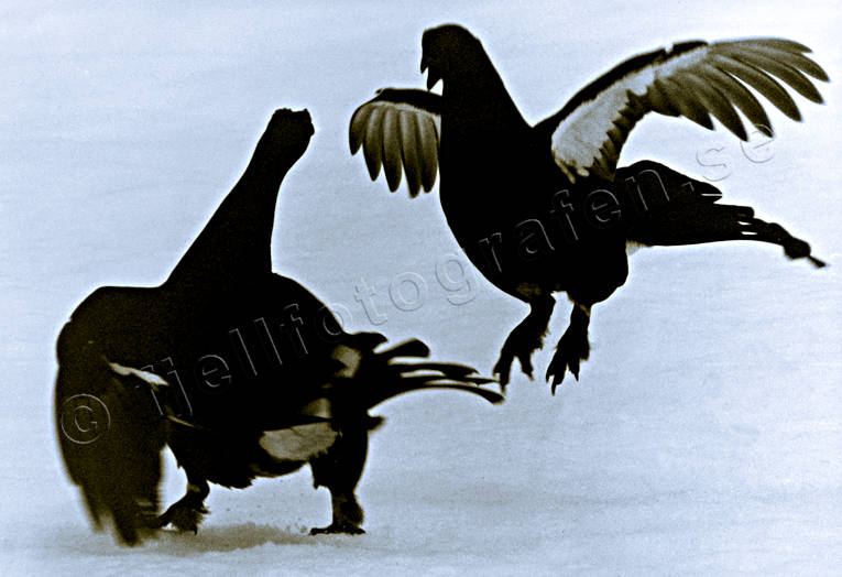 animals, birds, black grouse, black-and-white, blackcock, dancing black grouses, forest bird, forest poultry