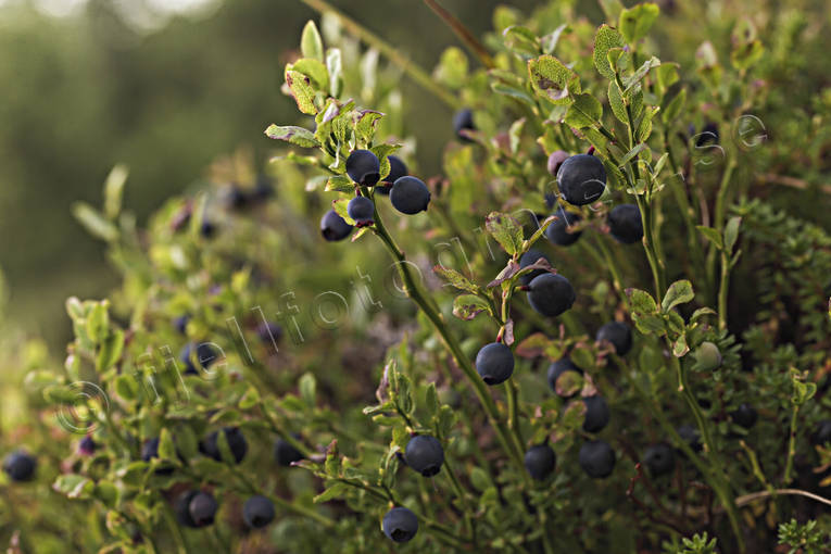 autumn, berries, biotope, biotopes, blue berries, blue berry brushwood, ericaceous plants, forest land, forests, seasons, woodland