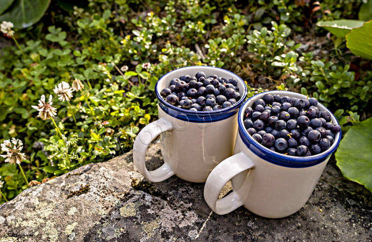 autumn, berries, biotope, biotopes, blue berries, ericaceous plants, nature, season, seasons, woodland