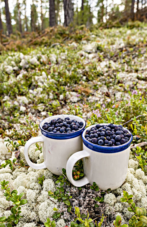 autumn, berries, biotope, biotopes, blue berries, ericaceous plants, fnsterlav, nature, reindeer moss, season, seasons, woodland