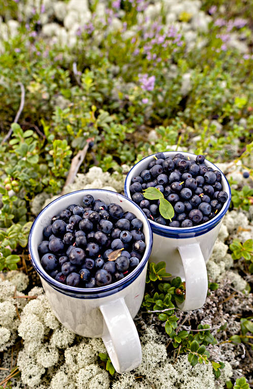 autumn, berries, biotope, biotopes, blue berries, ericaceous plants, fnsterlav, nature, reindeer moss, season, seasons, woodland