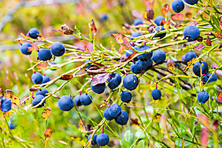 autumn, berries, berry sprigs, blue berries, blue berry brushwood, ericaceous plants, nature, plants, herbs, woodland