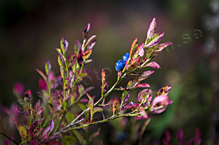 autumn, blue berries, blue berry brushwood, nature, plants, herbs, seasons, woodland