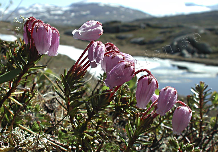 alpine flower, alpine flowers, biotope, biotopes, blue heath, flowers, mountain, mountains, nature, phyllodoce caerulea, plants, herbs