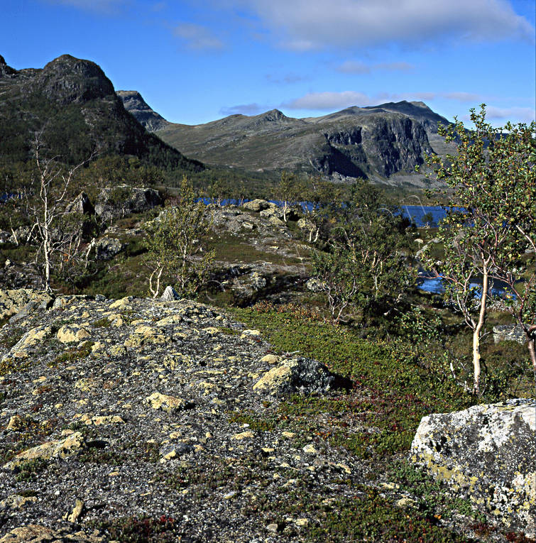 alpine birch, Borkafjallet, Dikanas, landscapes, Lapland, mountain, summer