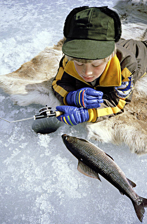 angling, boy, fish, fishing, fishing fortune, grayling, ice fishing, ice fishing, ice fishing, jig, dap, winter fishing