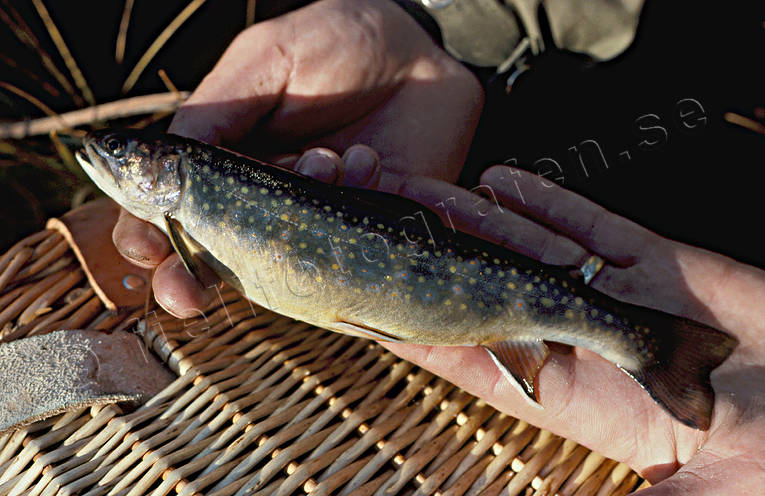 angling, angling, brook trout, brook char, char, creek angling, fishing