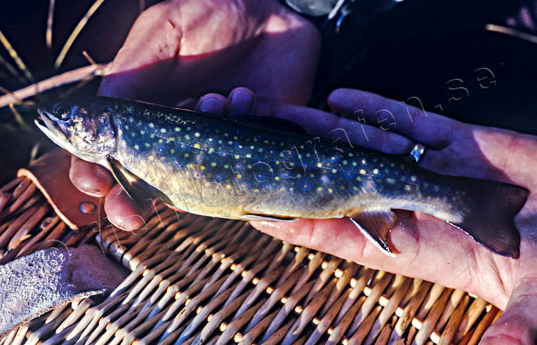 angling, angling, animals, brook trout, brook char, fish, fish, fishing