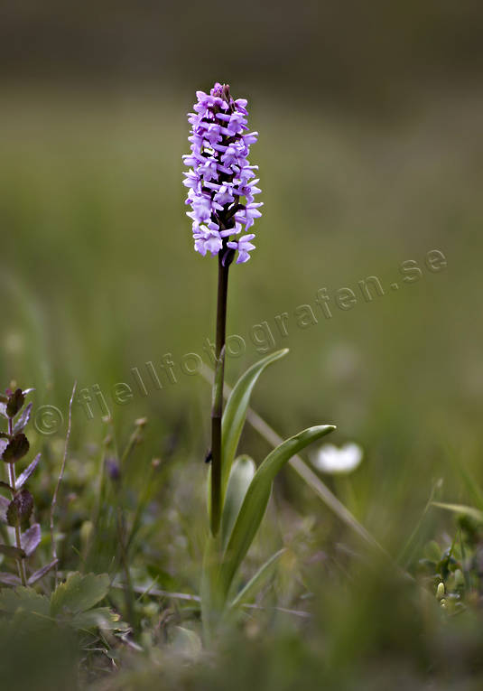 alpine flower, alpine flowers, biotope, biotopes, Brudsporre, flowers, fragrant orchid, gymnadenia conopsea, mountain, mountains, nature, plants, herbs