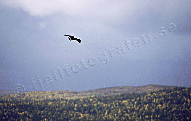 animals, bird, bird of prey, birds, buteonine, fly, raptors, sky